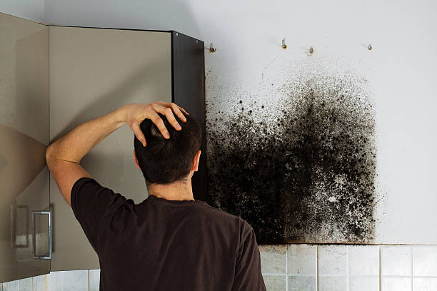Best Black Mold Remediation in Irvine, KY